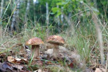 Fresh big two fungus growing in wood. Many white mushroom boletus grow in forest. Beautiful edible ceps