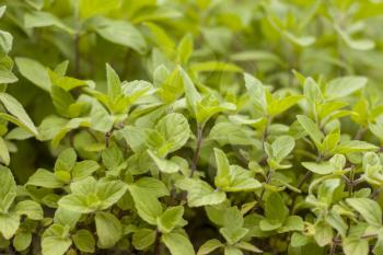 Little young mint grows in nature. Spearmint herb leaves. Summer season peppermint plant background