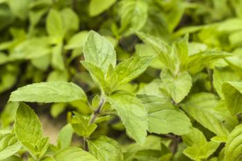 Mint grows on blurred background. Spearmint herb leaves. Summer season peppermint plant background