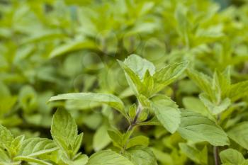 Mint in nature on blurred background. Spearmint herb leaves. Summer season peppermint plant background