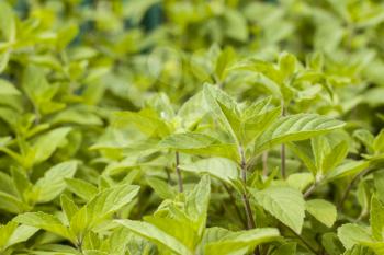 Many mint plants grows in nature on blurred background. Spearmint herb leaves. Summer season peppermint plant background