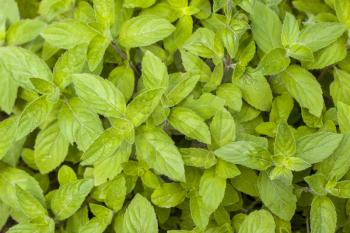 Mint leaves natural background. Spearmint herb. Summer season peppermint plant