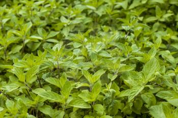 Mint plantation natural background. Spearmint herb leaves. Summer season peppermint plant background