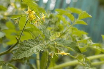 Tomato blooms yellow flowers. Tomatoes blossom. Fresh summer season raw plant. Natural organic food ingredient