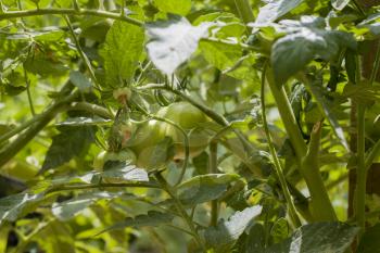 Young green tomato growing. Green tomatoes branch. Fresh summer season raw plant. Natural organic food ingredient