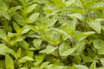 Many mint grows in nature. Spearmint herb leaves. Summer season peppermint plant background