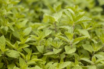 Many mint plants grows in nature. Spearmint herb leaves. Summer season peppermint plant background