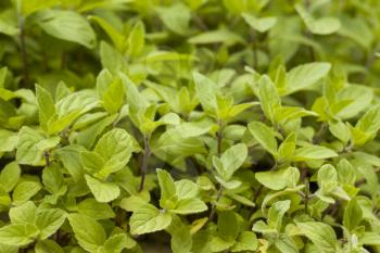 Young mint grows in nature. Spearmint herb leaves. Summer season peppermint plant background