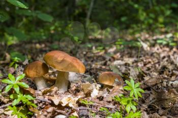 Three ceps mushrooms in deciduous forest. Natural organic plants and mushrooms growing in wood
