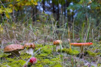 Edible and inedible mushrooms grow. Amanita and porcini mushroom grows in autumn forest. Red agaric and ceps growing in wood