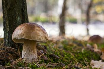Big porcini mushroom grows in wood Autumn mushrooms grow in forest. Natural raw food growing in moss. Edible cep, vegetarian natural organic meal