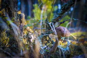 Brown cap mushroom in autumn moss. Autumn mushrooms grow in forest. Natural raw food growing in wood. Edible cep, vegetarian natural organic meal