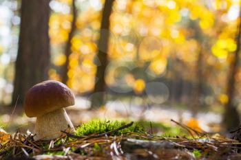 Nice porcini mushroom grows. Autumn mushrooms grow in forest. Natural raw food growing in wood. Edible cep, vegetarian natural organic meal