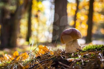Nice porcini mushroom in oak wood. Autumn mushrooms grow in forest. Natural raw food growing. Edible cep, vegetarian natural organic meal