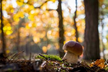 Nice porcini mushroom in sunny forest. Autumn mushrooms grow. Natural raw food growing in wood. Edible cep, vegetarian natural organic meal