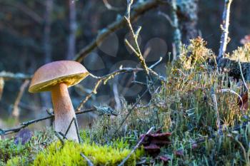 Porcini mushroom in dark moss. Autumn mushrooms grow in forest. Natural raw food growing in wood. Edible cep, vegetarian natural organic meal