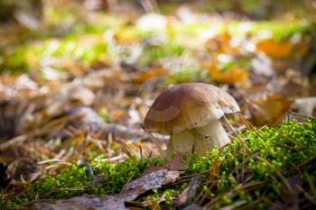 Porcini mushroom in moss forest. Autumn mushrooms grow. Natural raw food growing in wood. Edible cep, vegetarian natural organic meal