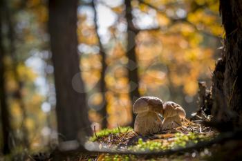 Porcini mushrooms grow near oak. Autumn mushrooms grow in forest. Natural raw food growing in wood. Edible cep, vegetarian natural organic meal