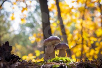 Porcini mushrooms pair in wood. Autumn mushrooms grow in forest. Natural raw food growing. Edible cep, vegetarian natural organic meal