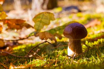 Cep mushroom in autumn oak leaves. Autumn mushrooms grow in forest. Natural raw food growing. Vegetarian natural organic meal