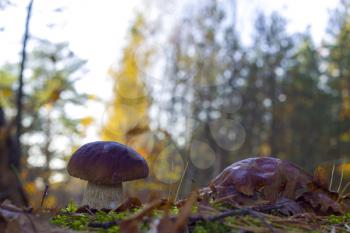 Porcini mushroom in morning sunny forest. Autumn mushrooms grow. Natural raw food growing in wood. Edible cep, vegetarian natural organic meal