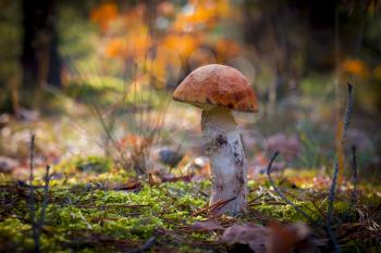 Orange-cap boletus in moss wood. Autumn Leccinum mushrooms grow in forest. Natural raw food growing. Edible cep, vegetarian natural organic meal