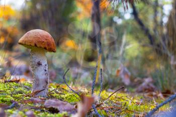 Orange-cap boletus mushroom in forest. Autumn Leccinum mushrooms grow. Natural raw food growing in wood. Edible cep, vegetarian natural organic meal