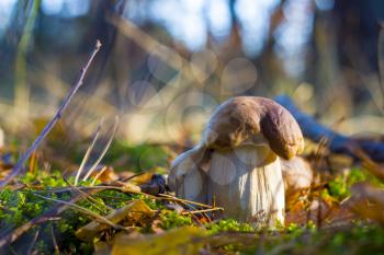 Beautiful porcini mushrooms in sunny wood. Autumn mushrooms grow in forest. Natural raw food growing. Edible cep, vegetarian natural organic meal