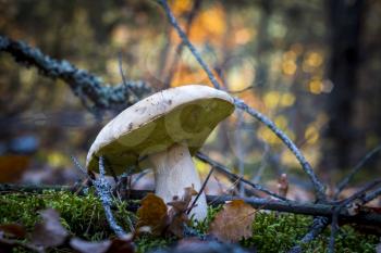 Porcini mushroom in nature. Autumn mushrooms grow in forest. Natural raw food growing. Edible cep, vegetarian natural organic meal
