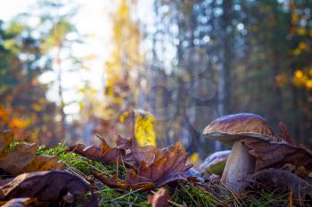 Big mushroom in sunny wood. Autumn mushrooms grow. Natural raw food growing in forest. Edible cep, vegetarian natural organic meal