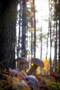 Porcini mushrooms grows near the tree. Autumn mushrooms grow in forest. Natural raw food growing. Edible cep, vegetarian natural organic meal