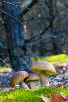 Three mushrooms in nature. Autumn mushroom grow in forest. Natural raw food growing. Edible cep, vegetarian natural organic meal