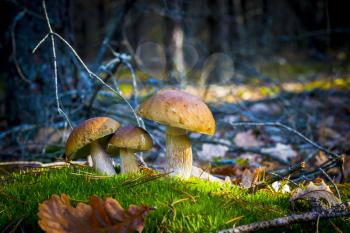 Three porcini mushrooms growing in nature. Autumn mushroom grow in forest. Natural raw food growing. Edible cep, vegetarian natural organic meal