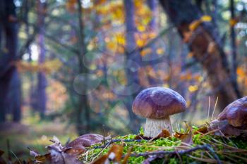 Porcini mushroom in morning forest. Autumn mushrooms grow. Natural raw food growing in wood. Edible cep, vegetarian natural organic meal
