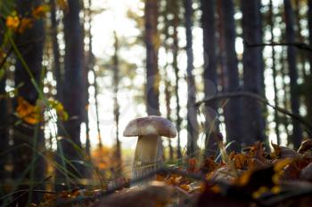 White mushroom in morning sun rays. Autumn mushrooms grow in forest. Natural raw food growing. Edible cep, vegetarian natural organic meal