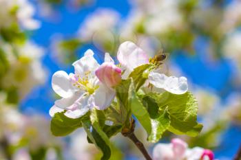 Bee pollinates apple tree branches blossom. Blooming beautiful white flowers