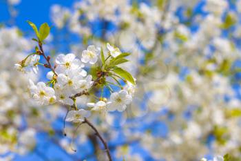 Spring cherry blossom branch. Blooming beautiful white flowers