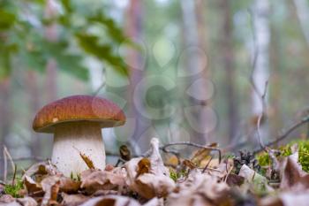Big cep mushroom in forest foliage. Beautiful autumn season porcini. Edible mushrooms raw food. Vegetarian natural meal