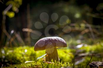 Big porcini mushroom in wood mosst. Beautiful autumn season nature. Edible mushrooms raw food. Vegetarian natural meal