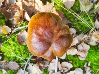 Large cep mushroom cap grow in wood. Beautiful autumn season porcini. Edible mushrooms raw food. Vegetarian natural meal