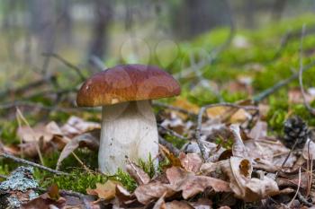 Cep mushroom in forest moss and foliage. Beautiful autumn season porcini. Edible mushrooms raw food. Vegetarian natural meal