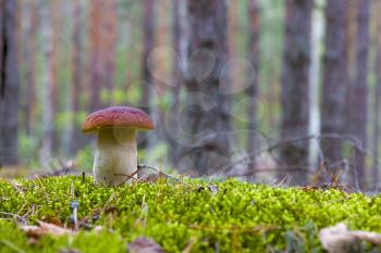 Cep mushroom in wood moss. Beautiful autumn season porcini. Edible mushrooms raw food. Vegetarian natural meal