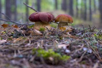 Cep mushrooms grows in coniferous wood. Beautiful autumn season porcini. Edible mushrooms raw food. Vegetarian natural meal
