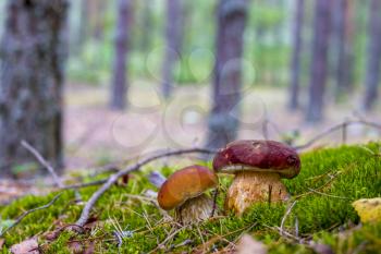 Cep mushrooms grows in forest moss. Beautiful autumn season porcini. Edible mushrooms raw food. Vegetarian natural meal