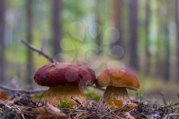Cep mushrooms grows in wood. Beautiful autumn season porcini. Edible mushrooms raw food. Vegetarian natural meal
