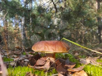 Large cep mushroom grow in wood. Beautiful autumn season porcini. Edible mushrooms raw food. Vegetarian natural meal