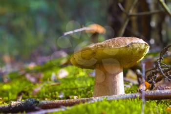 Wide cep mushroom in nature. Beautiful autumn season porcini in moss. Edible mushrooms raw food. Vegetarian natural meal
