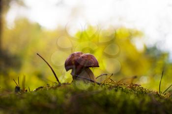Growing royal mushroom silhouette in pine forest. Beautiful autumn season porcini in moss. Edible mushrooms raw food. Vegetarian natural meal