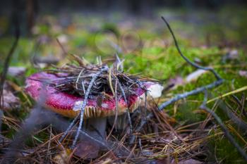 Red russula mushroom grows in forest. Beautiful season plant growing in nature