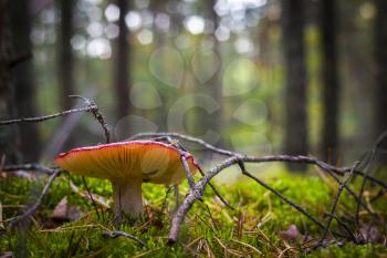 Red russula mushroom grows in moss wood. Beautiful season plant growing in nature